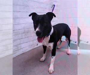 American Pit Bull Terrier-Unknown Mix Dogs for adoption in San Bernardino, CA, USA