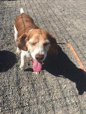 Beagle Dogs for adoption in St Helens, OR, USA