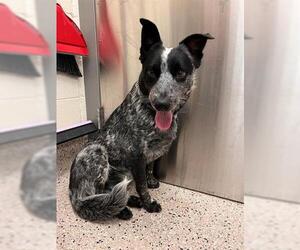 Mutt Dogs for adoption in Brighton, CO, USA