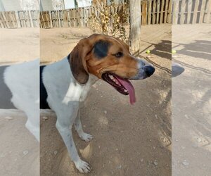 Treeing Walker Coonhound Dogs for adoption in Apple Valley, CA, USA