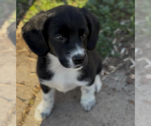 Beagle-Great Pyrenees Mix Dogs for adoption in Brooklyn Center, MN, USA