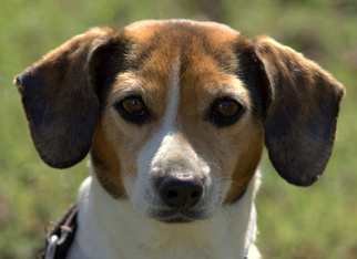Jack-A-Bee Dogs for adoption in Sparta, TN, USA