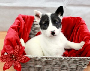 Medium Photo #1 Alaskan Husky-Australian Shepherd Mix Puppy For Sale in Raleigh, NC, USA