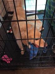 Gollie Dogs for adoption in Kansas City, MO, USA