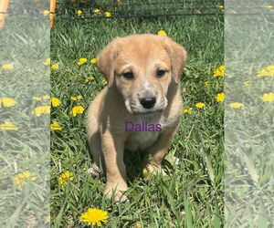 Great Pyrenees-Unknown Mix Dogs for adoption in Winter Park, CO, USA