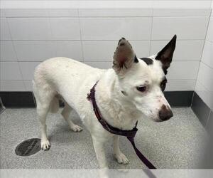 Mutt Dogs for adoption in Fort Collins, CO, USA