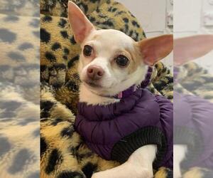 Chihuahua Dogs for adoption in Newaygo, MI, USA