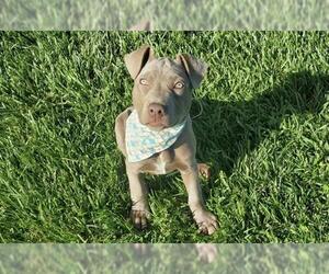 American Pit Bull Terrier-Catahoula Leopard Dog Mix Dogs for adoption in Placerville, CA, USA