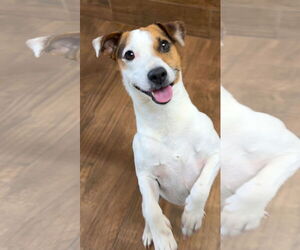 Jack-Rat Terrier Dogs for adoption in Green Forest, AR, USA