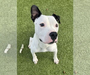 Mutt Dogs for adoption in Hilton Head, SC, USA