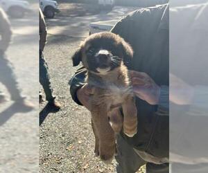 German Shepherd Dog-Unknown Mix Dogs for adoption in San Martin, CA, USA
