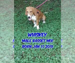 Basset Hound-Unknown Mix Dogs for adoption in Huddleston, VA, USA