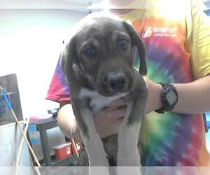 German Shepherd Dog-Unknown Mix Dogs for adoption in Fayetteville, NC, USA