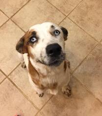 Mutt Dogs for adoption in Lindale , TX, USA