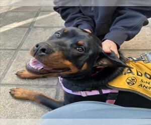 Rottweiler Dogs for adoption in Santa Cruz, CA, USA