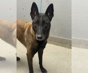 Mutt Dogs for adoption in Las Vegas, NV, USA