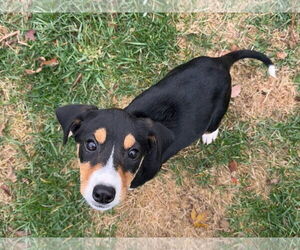 Beagle-Unknown Mix Dogs for adoption in Plainfield, IL, USA