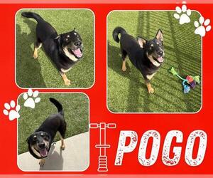 German Shepherd Dog Dogs for adoption in Pearland, TX, USA