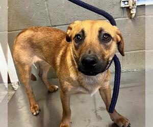 Pug-Rottweiler Mix Dogs for adoption in Downey, CA, USA