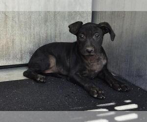 Miniature Schnauzer-Unknown Mix Dogs for adoption in San Antonio, TX, USA