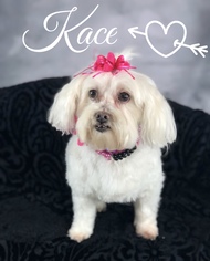 Maltese Dogs for adoption in Garland, TX, USA