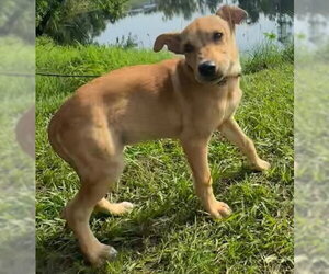 Labrador Retriever-Unknown Mix Dogs for adoption in Tarrytown, GA, USA