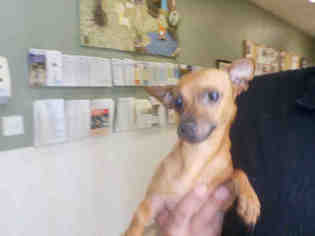 Medium Photo #1 Chihuahua Puppy For Sale in Long Beach, CA, USA