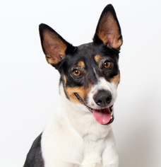 Basenji Dogs for adoption in West Hollywood, CA, USA