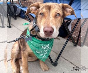 Catahoula Leopard Dog-Labrador Retriever Mix Dogs for adoption in Washington, DC, USA