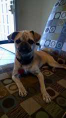 Pug Dogs for adoption in San Angelo, TX, USA