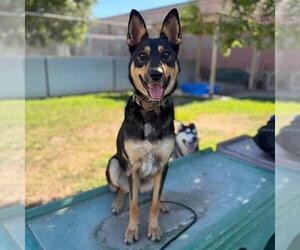 German Shepherd Dog Dogs for adoption in Modesto, CA, USA