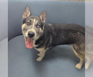 German Shepherd Dog-Siberian Husky Mix Dogs for adoption in HESPERIA, CA, USA