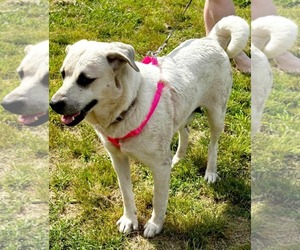 Anatolian Shepherd-Labrador Retriever Mix Dogs for adoption in Scottsboro, AL, USA