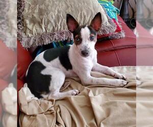 Rat Terrier Dogs for adoption in Spring, TX, USA