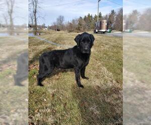 Labrador Retriever Dogs for adoption in Kendallville, IN, USA