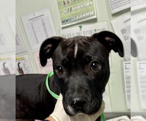 Mutt Dogs for adoption in Santa Cruz, CA, USA
