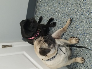 Pug Dogs for adoption in Lewistown, PA, USA