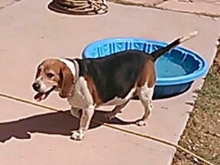 Beagle Dogs for adoption in Tonopah, AZ, USA