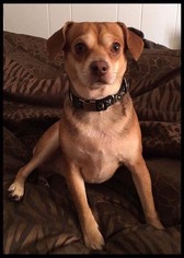 Beagle-Chihuahua Mix Dogs for adoption in Addison, NY, USA