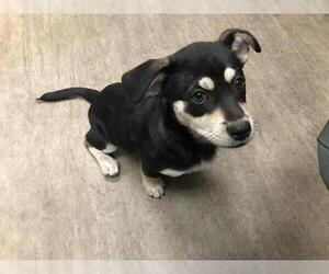 Huskies -Unknown Mix Dogs for adoption in Pasadena, CA, USA