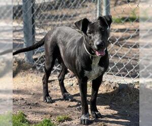 Labrador Retriever-Unknown Mix Dogs for adoption in Conroe, TX, USA