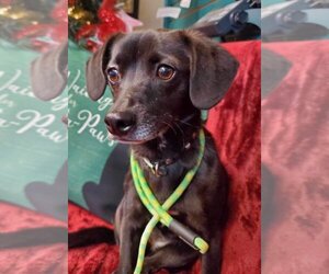 Chiweenie Dogs for adoption in Amarillo, TX, USA