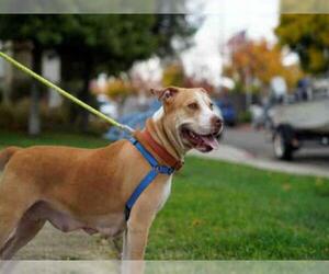 American Staffordshire Terrier Dogs for adoption in Alameda, CA, USA