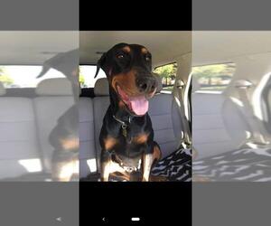 Doberman Pinscher Dogs for adoption in Livermore, CA, USA