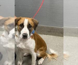 American Pit Bull Terrier-Saint Bernard Mix Dogs for adoption in Las Vegas, NV, USA