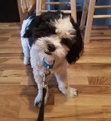 Shih Apso Dogs for adoption in Fargo, ND, USA