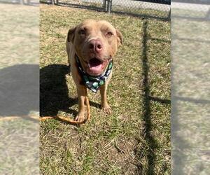 American Pit Bull Terrier Dogs for adoption in Louisville, KY, USA