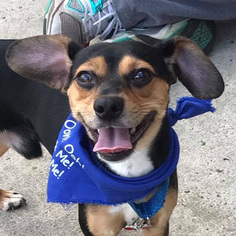 Meagle Dogs for adoption in Fairfax, VA, USA