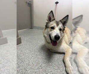 Alaskan Malamute-Unknown Mix Dogs for adoption in Pasadena, TX, USA