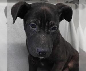 Labrador Retriever-Unknown Mix Dogs for adoption in Thief River Falls, MN, USA